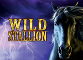 wildstallion